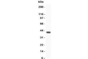 Western Blotting (WB) image for anti-Wingless-Type MMTV Integration Site Family, Member 3A (WNT3A) (C-Term) antibody (ABIN3029630)
