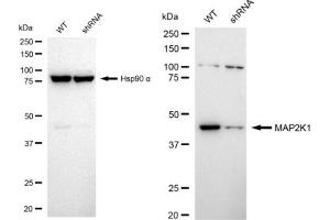 Western blotting analysis using MAP2K1 antibody (ABIN7799461). (Recombinant MEK1 antibody)