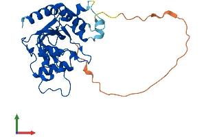 AlphaFold protein structure predicition of Human Recombinant MMACHC Protein, UniprotID Q9Y4U1 (MMACHC Protein (AA 1-282) (His tag))