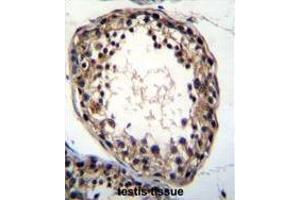 TTC23L Antibody (C-term) immunohistochemistry analysis in formalin fixed and paraffin embedded human testis tissue followed by peroxidase conjugation of the secondary antibody and DAB staining. (TTC23L antibody  (C-Term))