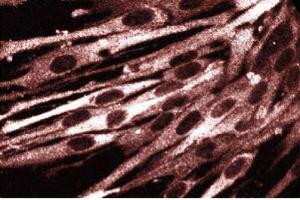 Immunofluorescence staining of FHs cells (Normal human fetal lung fibroblasts, ATCC HTB-157). (DIAPH1 antibody  (AA 41-153))