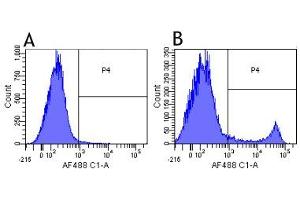 Flow-cytometry using anti-CD8a antibody YTS 105. (Recombinant CD8 alpha antibody)