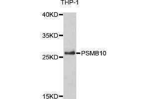 Western blot analysis of extracts of THP-1 cells, using PSMB10 antibody. (PSMB10 antibody)