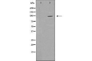 Western blot analysis of Hela whole cell lysates, using MIWI Antibody.