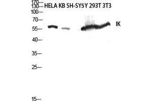 Western Blot (WB) analysis of HeLa, KB, SH-SY5Y, 293T, 3T3 lysis using IK antibody. (Protein Red (IK) (C-Term) antibody)
