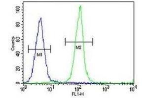 IGKV A18 antibody flow cytometric analysis of MDA-MB435 cells (green) compared to a negative control cell (blue). (IGKV A18 antibody  (AA 80-107))