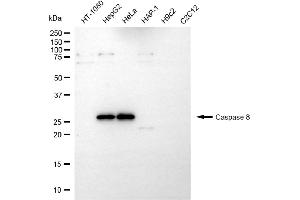 Western blotting analysis using caspase 8 antibody (ABIN7797908). (Caspase 8 antibody  (cleaved))