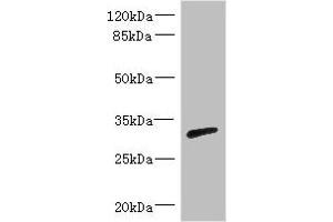 Western blot All lanes: RPIA antibody IgG at 3. (Ribose 5-Phosphate Isomerase A (RPIA) (AA 82-311) antibody)
