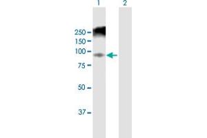 Western Blot analysis of ANAPC5 expression in transfected 293T cell line by ANAPC5 MaxPab polyclonal antibody.