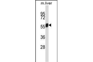 Mouse Nek3 Antibody (C-term) (ABIN657846 and ABIN2846807) western blot analysis in mouse liver tissue lysates (35 μg/lane). (NEK3 antibody  (C-Term))