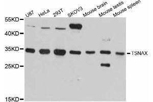 Western blot analysis of extracts of various cell lines, using TSNAX antibody. (TSNAX antibody)