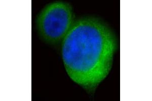 Immunofluorescent analysis of 4 % paraformaldehyde-fixed, 0. (BMP15 antibody)