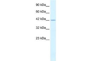 WB Suggested Anti-PSMD4 Antibody Titration:  0. (PSMD4/ASF antibody  (C-Term))