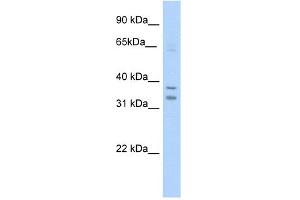 WB Suggested Anti-NR1I3 Antibody Titration:  5. (NR1I3 antibody  (C-Term))