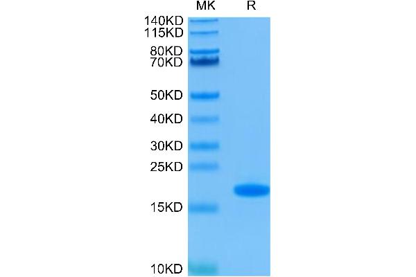 FGF2 Protein (AA 143-288)