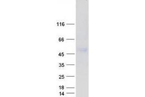 Western Blotting (WB) image for Limbic System-Associated Membrane Protein (LSAMP) protein (Myc-DYKDDDDK Tag) (ABIN2724966)