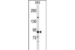 TUBGCP3 Antibody (C-term) (ABIN1537596 and ABIN2848527) western blot analysis in 293 cell line lysates (35 μg/lane).