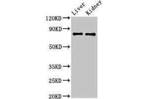 SLC22A23 antibody  (AA 3-206)