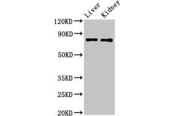 SLC22A23 抗体  (AA 3-206)