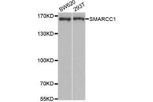 Western Blotting (WB) image for anti-SWI/SNF Related, Matrix Associated, Actin Dependent Regulator of Chromatin, Subfamily C, Member 1 (SMARCC1) antibody (ABIN1877114) (SMARCC1 antibody)