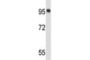 Western blot analysis of Nucleolin antibody and 293 lysate. (Nucleolin antibody)