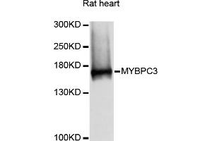 Western blot analysis of extracts of rat heart, using MYBPC3 antibody (ABIN6291566) at 1:3000 dilution. (MYBPC3 antibody)
