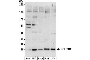 anti-Polymerase (RNA) I Polypeptide D, 16kDa (POLR1D) (AA 1-50) antibody