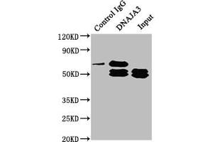 Immunoprecipitating DNAJA3 in Hela whole cell lysate Lane 1: Rabbit control IgG instead of ABIN7150498 in Hela whole cell lysate. (DNAJA3 antibody  (AA 86-184))
