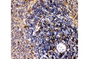 Anti-CD10 Picoband antibody,  IHC(P): Rat Spleen Tissue (MME antibody  (AA 52-750))