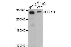 Western blot analysis of extracts of various cell lines, using SORL1 antibody. (SORL1 antibody  (AA 2065-2214))