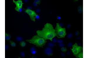 Anti-HSPA1A mouse monoclonal antibody (ABIN2453147) immunofluorescent staining of COS7 cells transiently transfected by pCMV6-ENTRY HSPA1A (RC200270). (HSP70 1A antibody)