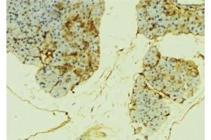 ABIN6276287 at 1/100 staining Mouse liver tissue by IHC-P. (alpha Fetoprotein antibody  (C-Term))