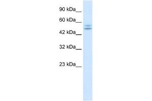 WB Suggested Anti-P2RX2 Antibody Titration:  0. (P2RX2 antibody  (N-Term))