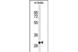 ITGB1BP3 antibody  (AA 156-186)