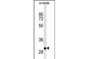 ITGB1BP3 Antibody (Center) (ABIN650725 and ABIN2839412) western blot analysis in mouse testis tissue lysates (35 μg/lane). (ITGB1BP3 antibody  (AA 156-186))