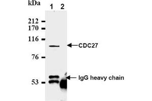 Western Blotting (WB) image for anti-Cell Division Cycle 27 Homolog (S. Cerevisiae) (CDC27) (AA 814-823), (C-Term) antibody (ABIN492595) (CDC27 antibody  (C-Term))