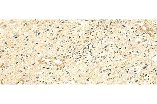NTAN1 antibody
