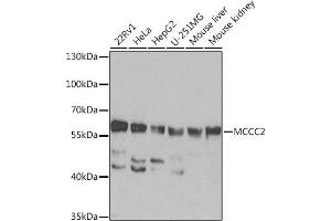 Western blot analysis of extracts of various cell lines, using MCCC2 Rabbit pAb  at 1:1000 dilution. (MCCC2 antibody  (AA 284-563))