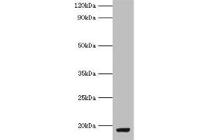 Western blot All lanes: MYDGF antibody at 9 μg/mL + MCF-7 whole cell lysate Secondary Goat polyclonal to rabbit IgG at 1/10000 dilution Predicted band size: 19 kDa Observed band size: 19 kDa (MYDGF antibody  (AA 32-173))