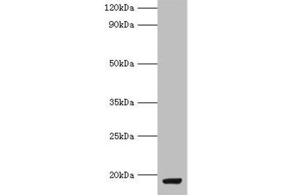 MYDGF Antikörper  (AA 32-173)