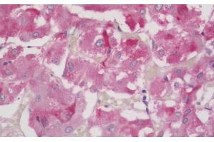 (ABIN185040) (5 μg/mL) staining of paraffin embedded Human Adrenal Gland. (FOXL2 antibody  (C-Term))