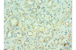 Immunohistochemistry of paraffin-embedded human kidney tissue using ABIN7160218 at dilution of 1:100 (MORF4L1 antibody  (AA 1-100))