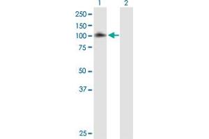 Western Blot analysis of EPS8 expression in transfected 293T cell line by EPS8 MaxPab polyclonal antibody. (EPS8 antibody  (AA 1-822))