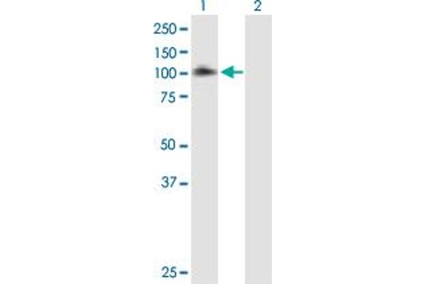 EPS8 antibody  (AA 1-822)