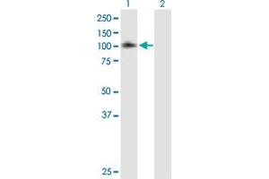 Western Blot analysis of EPS8 expression in transfected 293T cell line by EPS8 MaxPab polyclonal antibody.