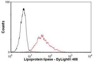 Image no. 1 for anti-Lipoprotein Lipase (LPL) antibody (ABIN1042621) (Lipoprotein Lipase antibody)