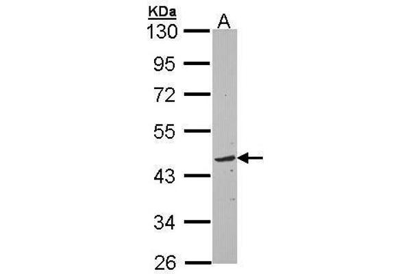 TOM1L1 antibody  (C-Term)