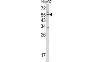 Western blot analysis of TMPRSS2 antibody (Center) in HepG2 cell line lysates (35ug/lane). (TMPRSS2 antibody  (Middle Region))
