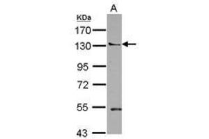 Image no. 1 for anti-Pleckstrin Homology Domain Containing, Family A Member 5 (PLEKHA5) (N-Term) antibody (ABIN1494060) (PLEKHA5 antibody  (N-Term))
