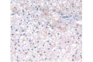 Immunohistochemistry (IHC) image for anti-Interferon, alpha 5 (IFNA5) (AA 22-189) antibody (ABIN7428095)